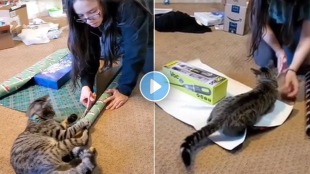 Cat_Viral_Video