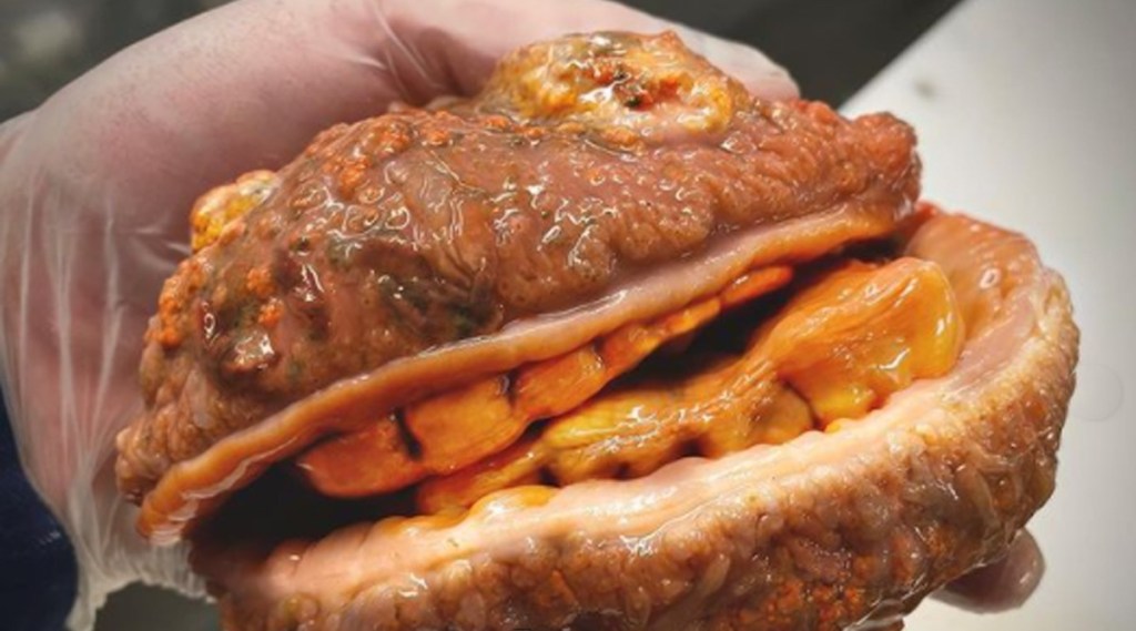 Cheeseburger With Teeth fish