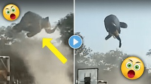 Elephant_In_Air