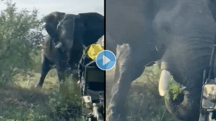 Elephant_Viral_Video
