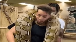 Giant_Python
