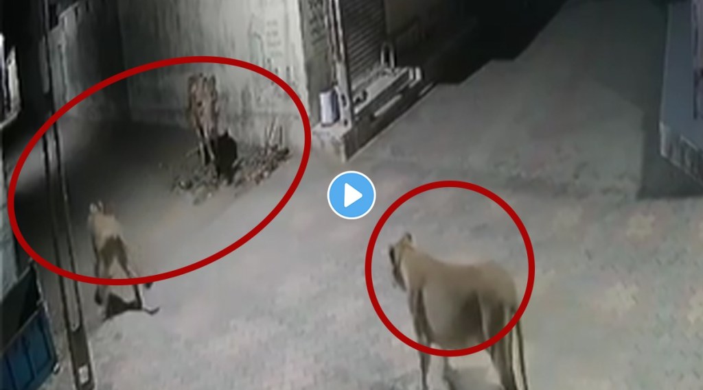 Lioness Bullock Viral Video Lioness Bullock Viral Video