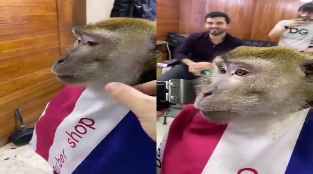 monkey-went-salon-to-trim-beard-viral-video