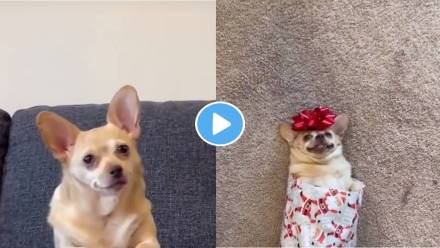Cute-Dog-Video-Viral Cute-Dog-Video-Viral