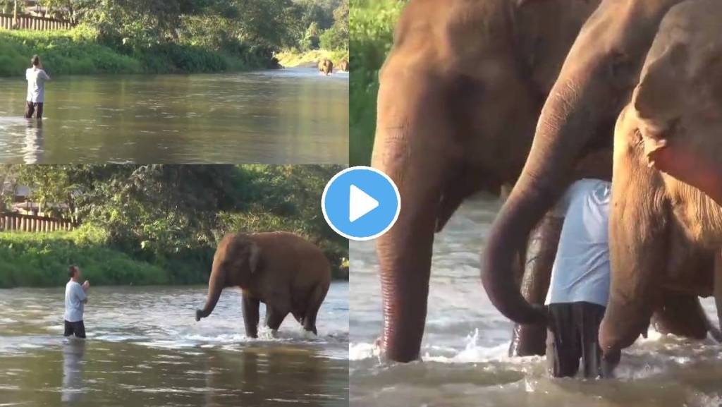 Elephant-Emotional-Video-Viral Elephant-Emotional-Video-Viral