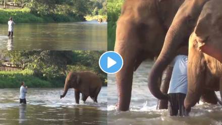 Elephant-Emotional-Video-Viral Elephant-Emotional-Video-Viral