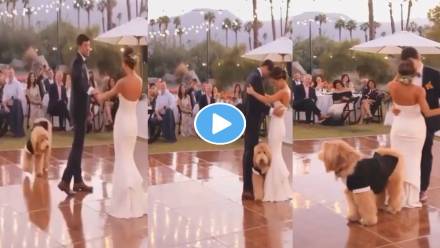 Bride-Groom-Dog-Viral-Video Bride-Groom-Dog-Viral-Video