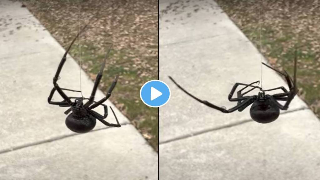 Black-Widow-Spider-Viral-Video Black-Widow-Spider-Viral-Video