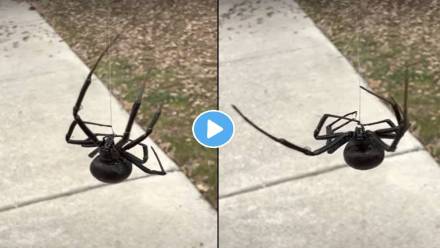 Black-Widow-Spider-Viral-Video Black-Widow-Spider-Viral-Video