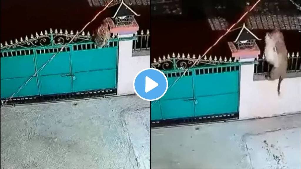 Leopard-Attack-Dog-Viral-Video Leopard-Attack-Dog-Viral-Video