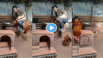 chicken-clashed-with-man-save-chicken-viral-video