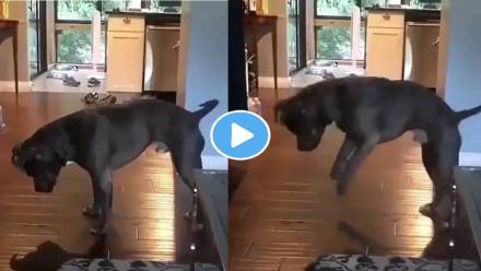 Dog-Plays-His-Own-Shadow-Viral-Video Dog-Plays-His-Own-Shadow-Viral-Video