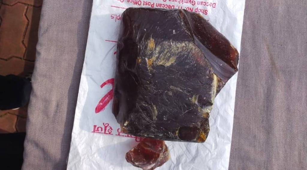Explained Vomit of whale fish ambergris floating gold valuable sold in crores