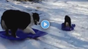 dog Skating