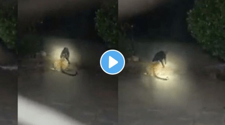 dog and leopard fight