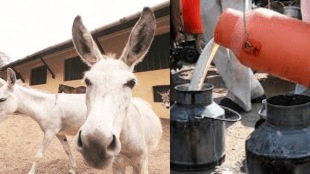 donkeys milk