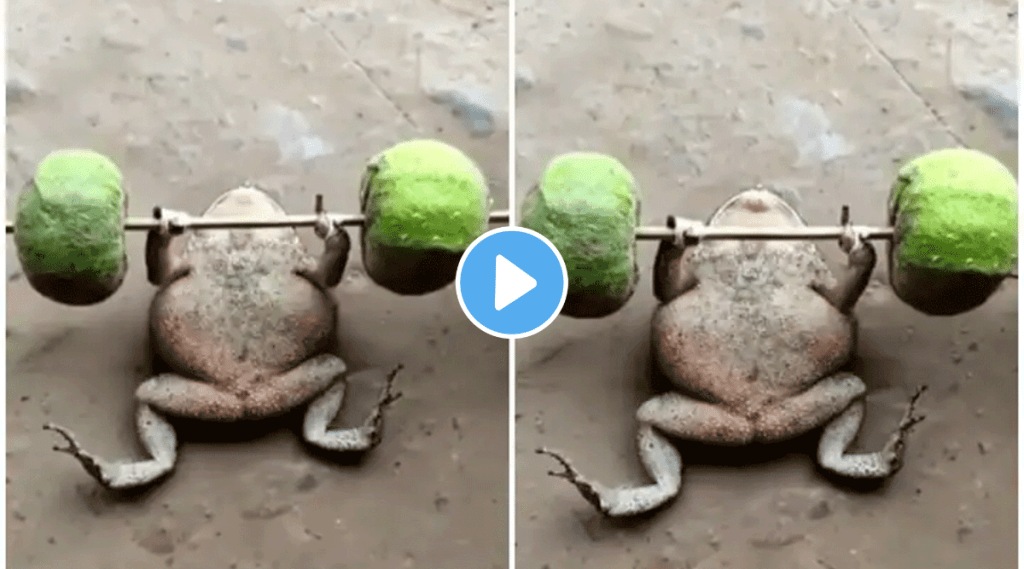 frogs workout video