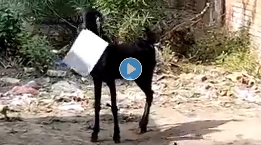 goat ran away with the file
