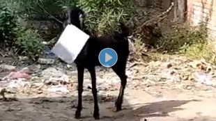 goat ran away with the file