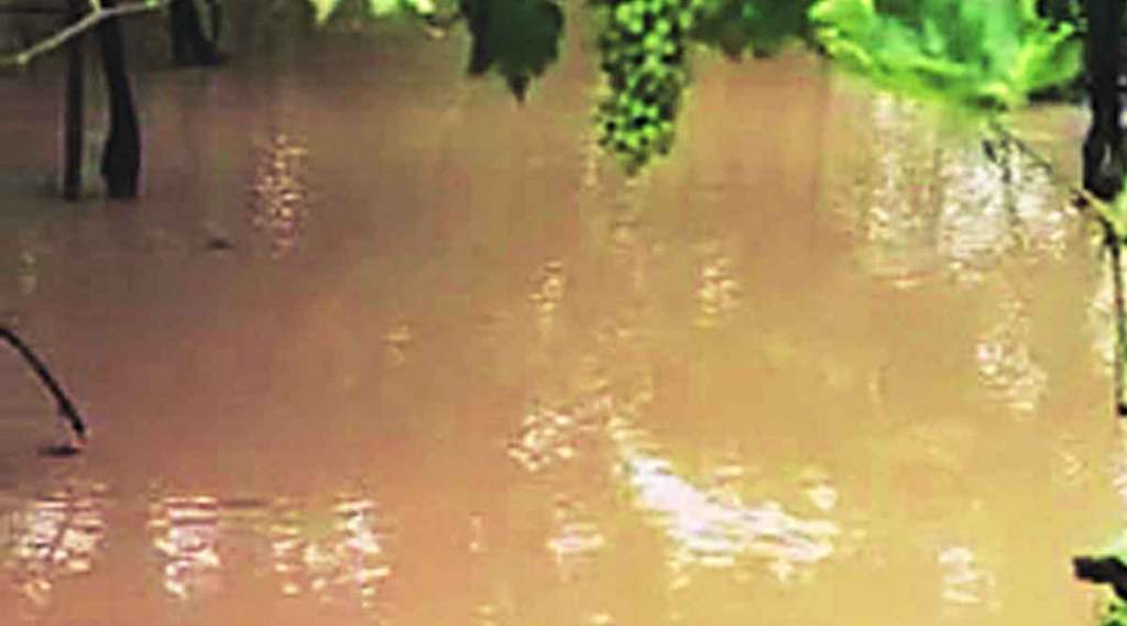 अवकाळीने सांगलीतील द्राक्ष उत्पादक संकटात; शेतीचे आर्थिक गणित बिघडले अवकाळीने सांगलीतील द्राक्ष उत्पादक संकटात; शेतीचे आर्थिक गणित बिघडले