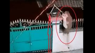 leopard attack dog cctv footage viral video