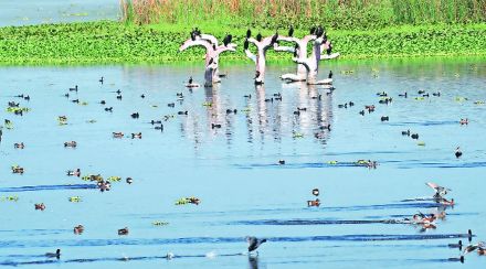 नांदुरमध्यमेश्वर अभयारण्यात पक्ष्यांसह पर्यटकांच्या संख्येतही वाढ