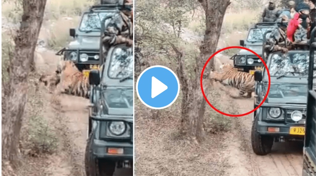 people saw tigers hunting LIVE