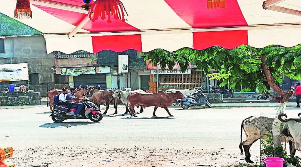 पालघर शहरात मोकाट गुरांचा उपद्रव