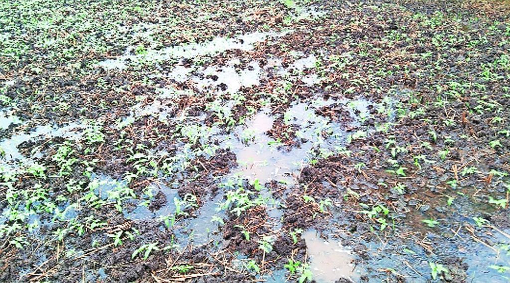 नुकसानीबाबत सरकारचे मौन