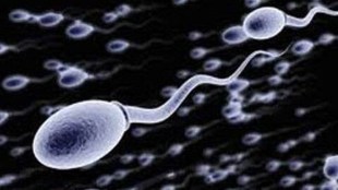 sperm-main