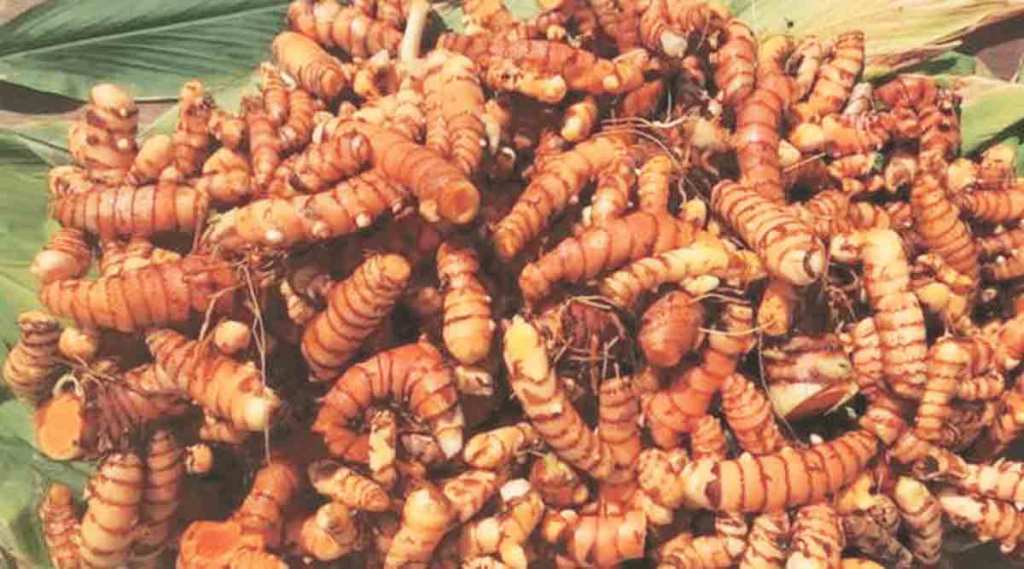 हळदीवर पाच टक्के ‘जीएसटी’ ; व्यापारी वर्गात अस्वस्थता
