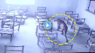 viral video of leopard