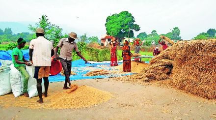 भातखरेदीसाठी शेतकऱ्यांवर जाचक अटी