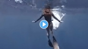 Baby whale nearly collided