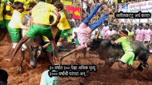 Bull Taming Sport Jallikattu