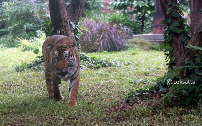 Byculla Zoo Tiger Cub Penguin Chick Photos