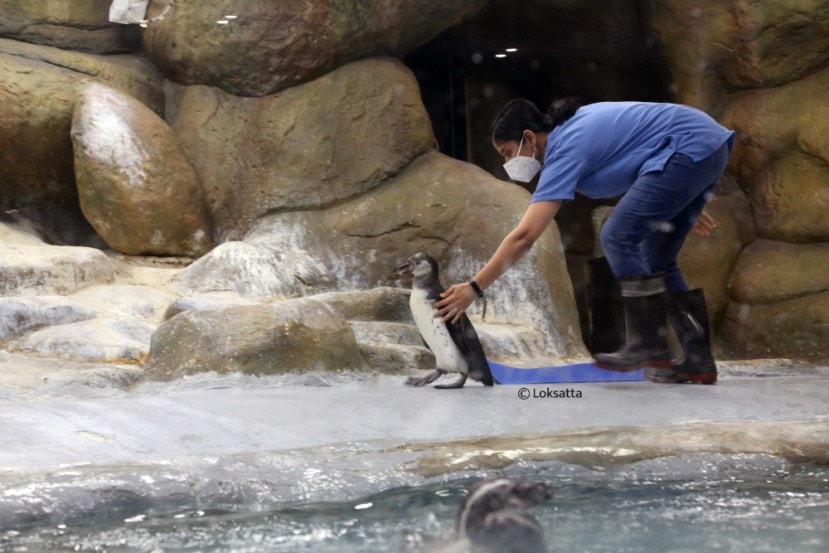 Byculla Zoo Tiger Cub Penguin Chick Photos