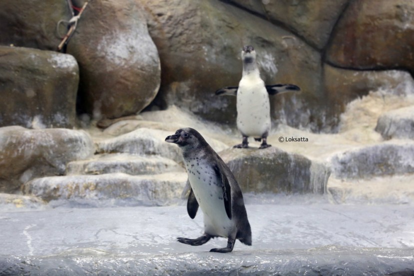 Byculla Zoo Tiger Cub Penguin Chick Photos
