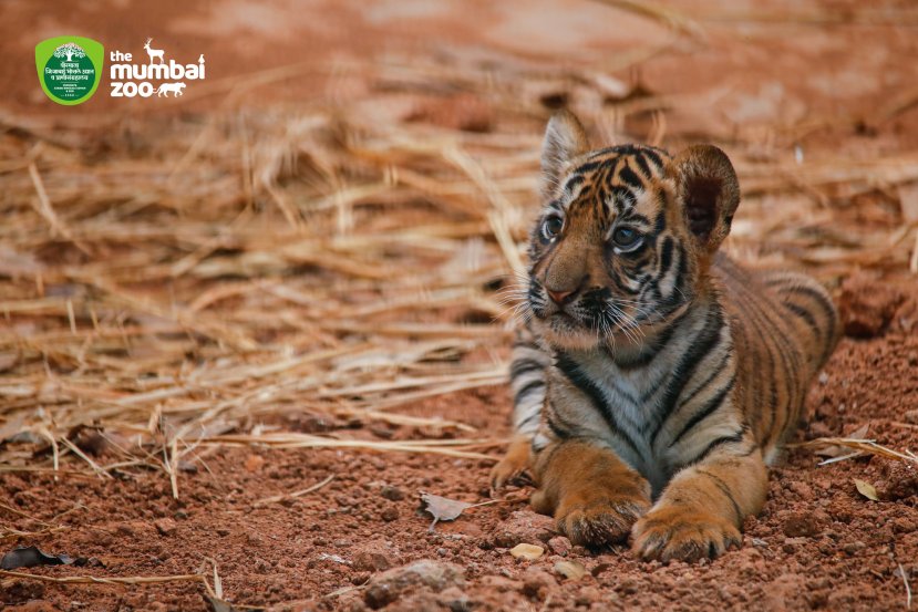 Byculla Zoo Tiger Cub Penguin Chick Photos