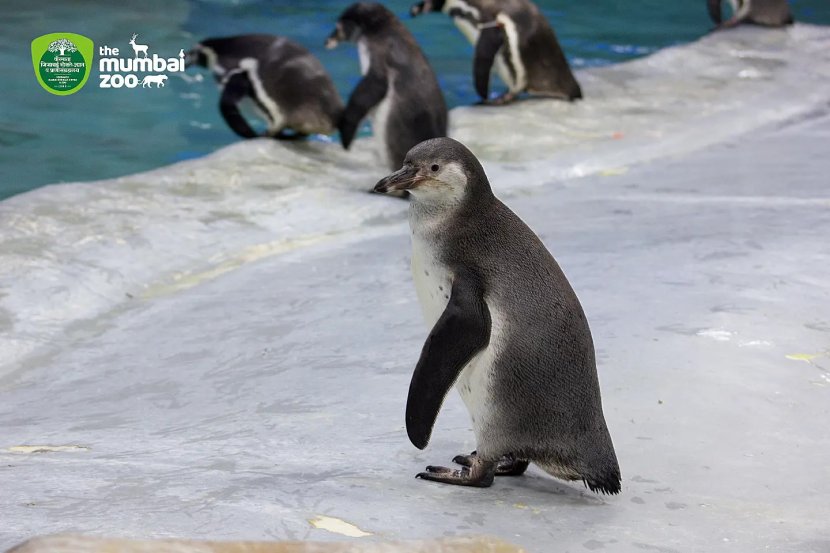 Byculla Zoo Tiger Cub Penguin Chick Photos