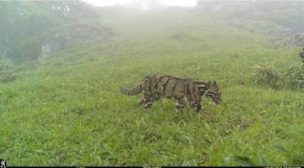 Clouded-leopard