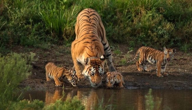 टी-१५ तसेच ‘कॉलरवाली’ या नावाने ओळखल्या जाणाऱ्या व अकरा वर्षांत २९ बछड्यांना जन्म देऊन ‘सुपर मॉम’ ठरलेल्या १७ वर्षीय वाघिणीचा शनिवारी संध्याकाळी पेंच प्रकल्पातील राखीव वनक्षेत्रात वार्धक्यामुळे मृत्यू झाला.