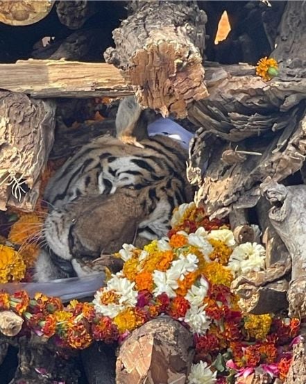 तिच्या मृत्यूने वन्यप्रेमी हळहळले आहेत.