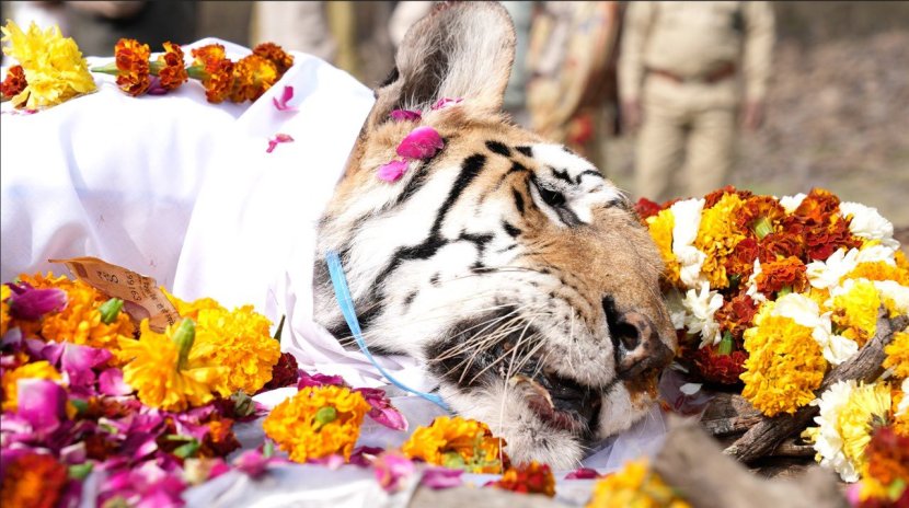त्यानंतर २३ ऑक्टोबर २०१० पाच शावकांना (चार मादी आणि एक नर) जन्म दिला होता.