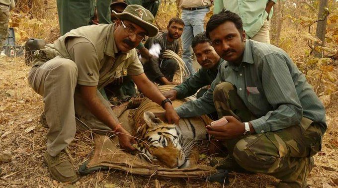 सप्टेंबर २००५ मध्ये प्रसिद्ध वाघीण टी-७ ने चार बछड्यांना जन्म दिला होता. यापैकी एक म्हणजे ही ‘कॉलरवाली’ वाघीण होय. (Express Photo: Aniruddha Majumdar))