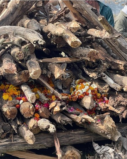 राष्ट्रीय व्याघ्र संवर्धन प्राधिकरणाच्या (एनटीसीए) मार्गदर्शक तत्त्वांनुसार मृतदेहाची विल्हेवाट लावण्यात आली.