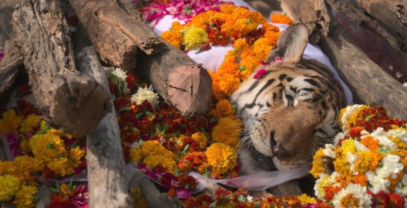 या वाघिणीने नंतर मे २००८ मध्ये प्रथम तीन बछड्यांना जन्म दिला होता, पण ते जगू शकले नव्हते.