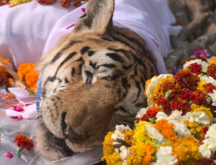 वार्धक्यामुळे अशक्त झालेली ही वाघीण शुक्रवारी, १४ जानेवारीला जंगलात पर्यटकांना शेवटची दिसली.