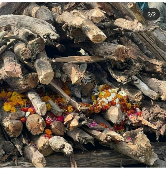मार्च २००८ मध्ये या मादीला रेडिओ कॉलर लावण्यात आले होते. त्यानंतर रेडिओ कॉलरने काम करणे बंद केले होते.