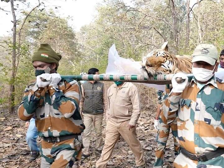 शेवटच्या वेळी या वाघिणीने डिसेंबर २०१८ मध्ये चार बछड्यांना जन्म दिला होता, असे पी.टी.आय.च्या वृत्तात नमूद केले आहे.